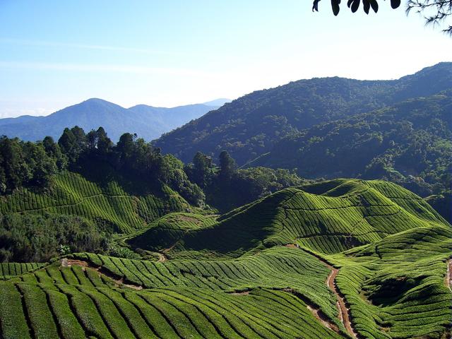 Cameron Highlands